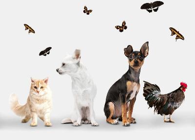 Ассоциативный тест "Любимое животное".